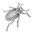 Colorado beetle, a coleopterous insect.Colorado, a harmful insect single icon in outline style vector symbol stock Royalty Free Stock Photo