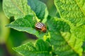 Colorado beetle eats a potato leaves young. Pests destroy a crop in the field. Royalty Free Stock Photo