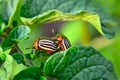 Colorado beetle eats a potato leaves young. Pests destroy a crop in the field. Royalty Free Stock Photo