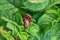 Colorado beetle eats a potato leaves young. Pests destroy a crop in the field. Royalty Free Stock Photo