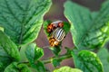 Colorado beetle eats a potato leaves young. Pests destroy a crop in the field. Royalty Free Stock Photo