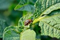 Colorado beetle eats a potato leaves young. Pests destroy a crop in the field. Royalty Free Stock Photo