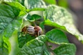 Colorado beetle eats a potato leaves young. Pests destroy a crop in the field. Royalty Free Stock Photo