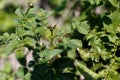 Colorado beetle eats a potato leaves young. Pests destroy a crop in the field. Parasites in wildlife and agriculture Royalty Free Stock Photo