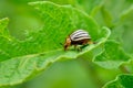 Colorado beetle eats a potato leaves young. Pests destroy a crop in the field. Parasites in wildlife and agriculture Royalty Free Stock Photo