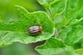 Colorado beetle eats a potato leaves young. Pests destroy a crop in the field. Royalty Free Stock Photo
