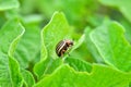 Colorado beetle eats a potato leaves young. Pests destroy a crop in the field. Royalty Free Stock Photo