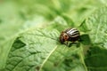 Colorado beetle eats a potato leaves young. Pests destroy a crop in the field. Parasites in wildlife and agriculture. Close-up, Royalty Free Stock Photo