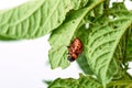 Young Colorado beetle eats potato leaves - isolated on white background Royalty Free Stock Photo