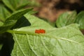 Colorado Beetle eggs - Leptinotarsa decemlineata Royalty Free Stock Photo