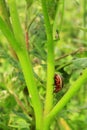 Colorado beetle gobble up the leaves of potatoes