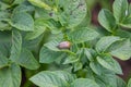 Colorado beetle insect pests Flowering potatoes Vegetables Flowers and gardens vegetation