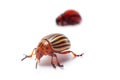Colorado beetle isolated on a white background Royalty Free Stock Photo