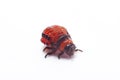 Colorado beetle isolated on a white background Royalty Free Stock Photo