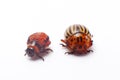 Colorado beetle isolated on a white background Royalty Free Stock Photo