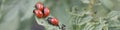 Colorado beetle larvae on eaten away potato leaf. Close-up. Banner or headline about protecting agricultural plants from bugs.