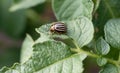 Colorado beetle Leptinotarsa decemlineata bug crawling on leaf of potato plant.