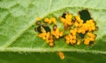 Colorado beetle Leptinotarsa decemlineata eggs on bottom side of leaf of potato plant.