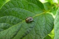 Colorado Beetle - Leptinotarsa decemlineata Royalty Free Stock Photo
