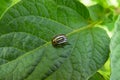 Colorado Beetle - Leptinotarsa decemlineata