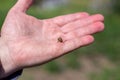 Colorado beetle in the palm of your hand. Adult striped Colorado beetles Royalty Free Stock Photo