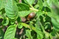 Colorado beetle on potato field. Agriculture insect Royalty Free Stock Photo