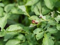 Colorado beetle on potato