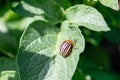 Colorado beetle on potato leaf. Bug feed on leaves and can completely defoliate plants