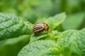 Colorado beetle. Colorado beetle on potato leaves