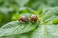 Colorado beetle. Colorado beetle on potato leaves