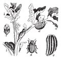 Colorado Beetle Colorado Potato Beetle Or Leptinotarsa Decemlineata, Vintage Engraving
