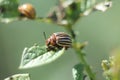 Colorado beetle