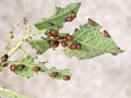 Colorado beetle young feeding on potato plant. Leptinotarsa decemlineata.