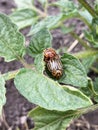 Colorado beetles copulate on green leaves of potato bush.