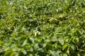 colorado beetles destroying the potato crop in the agricultural field