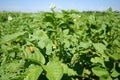 Colorado beetles eat a potato leaves. Parasites destroy a crop in the field.