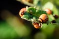 Colorado Beetles Eating Potato Plant Royalty Free Stock Photo