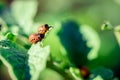 Colorado Beetles Eating Potato Plant Royalty Free Stock Photo