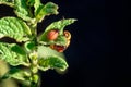 Colorado Beetles Eating Potato Plant Royalty Free Stock Photo