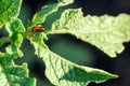Colorado Beetles Eating Potato Plant Royalty Free Stock Photo