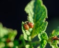 Colorado Beetles Eating Potato Plant Royalty Free Stock Photo