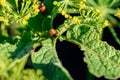 Colorado Beetles Eating Potato Plant Royalty Free Stock Photo