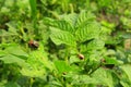 Colorado beetles gobble up the leaves of potatoes