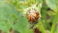 Colorado beetles gobble up the leaves of potatoes