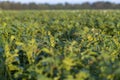 Colorado beetles, growing potatoes as a food product