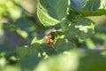 Colorado beetles, growing potatoes as a food product