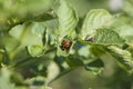 Colorado beetles, growing potatoes as a food product