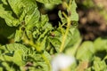 Colorado beetles, growing potatoes as a food product