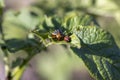 Colorado beetles, growing potatoes as a food product