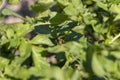 Colorado beetles, growing potatoes as a food product